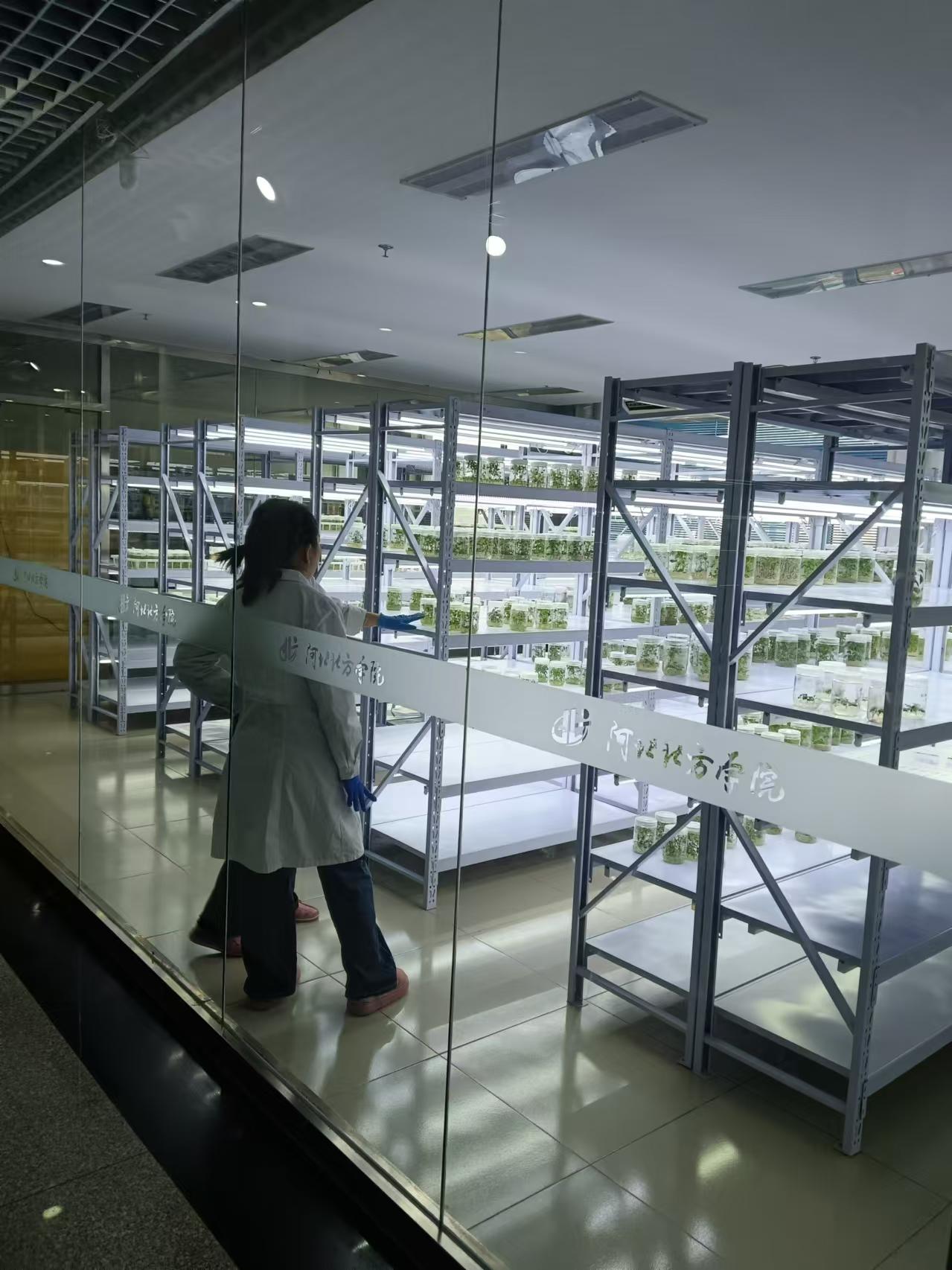 黑龙江植物组培室设计的基本布局有哪些？