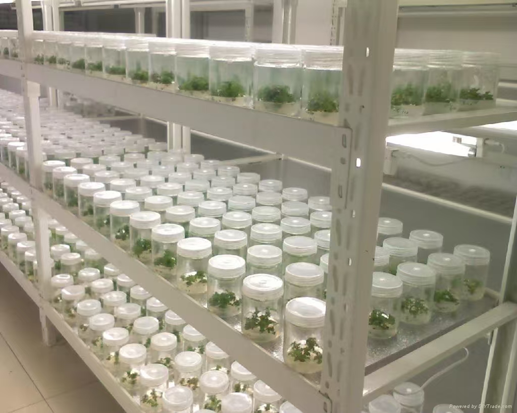 黑龙江组培实验室应该如何布局